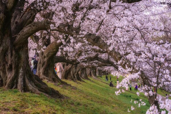 japonyada sakura mevsimi devam ediyor 4 kN45IncU