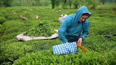 2025 yılı yaş çay sezonunun ilk sürgünü bugün resmen başladı.