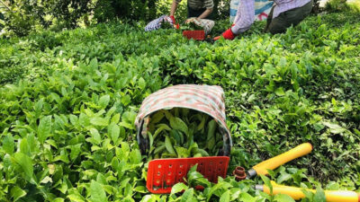 ÇAYKUR, kuru çay fiyatlarına zam yapma kararı, 14 Haziran’dan itibaren