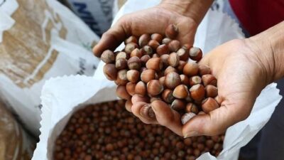 Toprak Mahsulleri Ofisi, 2025/2026 dönemi kabuklu fındık alım fiyatlarını belirledi.