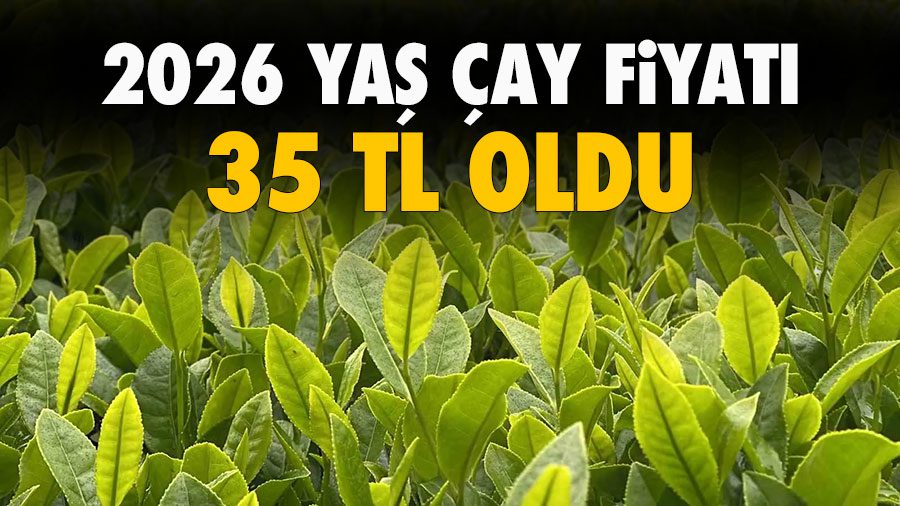Çay üreticilerinin merakla beklediği 2026 yılı yaş çay alım fiyatı