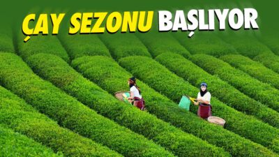 ÇAYKUR Genel Müdürü Yusuf Ziya Alim tarafından yapılan açıklama ile