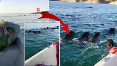 Atatürk Barajı'nda teknesiyle balık avına çıkan bir balıkçı, gölün ortasında