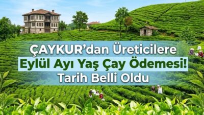ÇAYKUR, 2026 yılı Eylül ayına ait yaş çay bedellerinin üretici