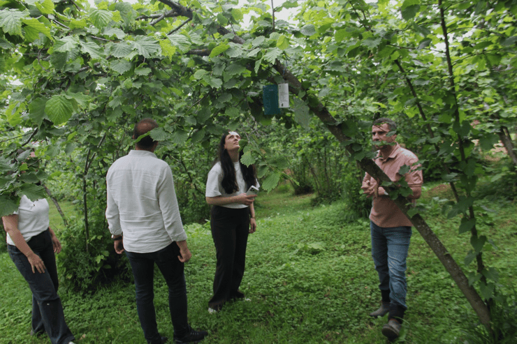 Karadeniz Fındığına Dijital Kalkan: Zararlılara Karşı Sınır Ötesi Takip Başlıyor - Fotoğraf 2