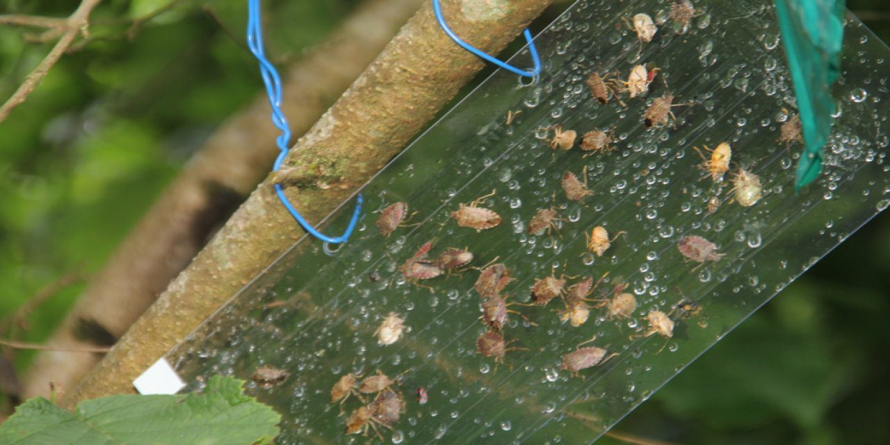 Karadeniz'de fındığa zarar veren istilacı böceklere karşı AB destekli AGRICOOP