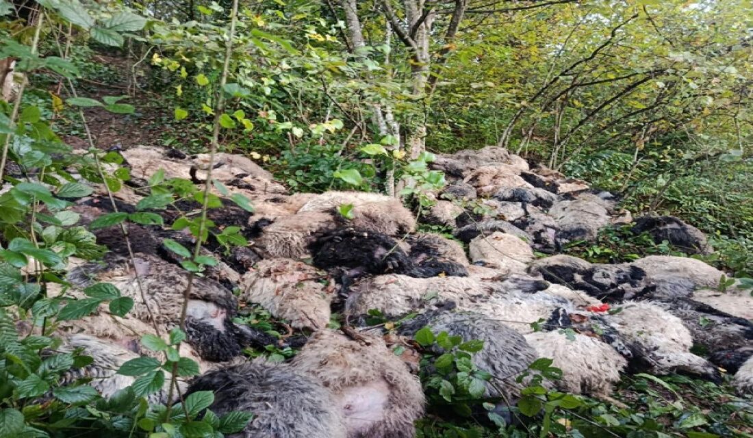 Trabzon'da yabani hayvan korkusuyla karanlıkta uçuruma sürüklenen 184 koyun telef